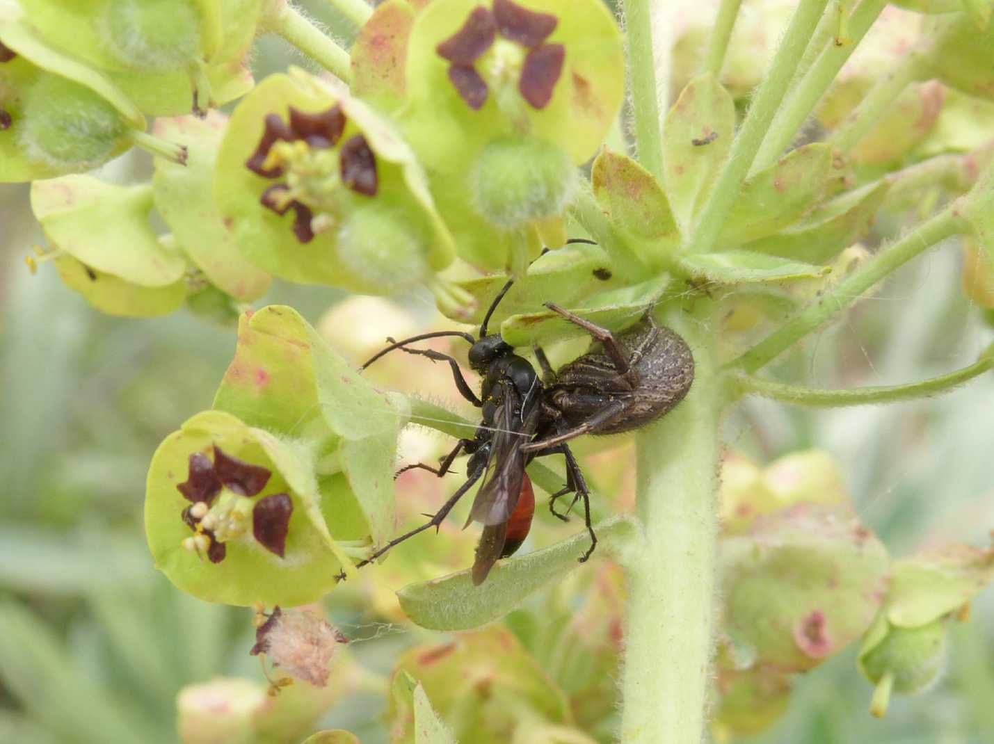 Pompilidae predato da un ragno! Possibile?